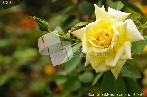 Image of Yellow rose background
