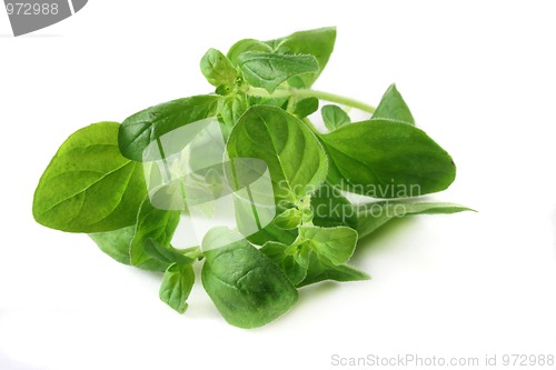 Image of Oregano