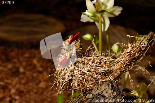 Image of Straw quail