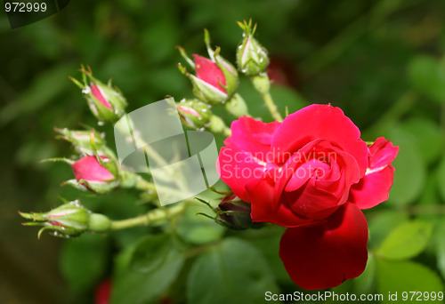 Image of Blooming Red Rose