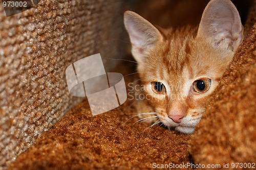 Image of Little red-headed cat