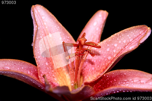 Image of Pink lily isolated