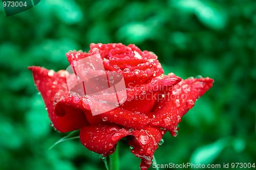 Image of Blooming roses after rain