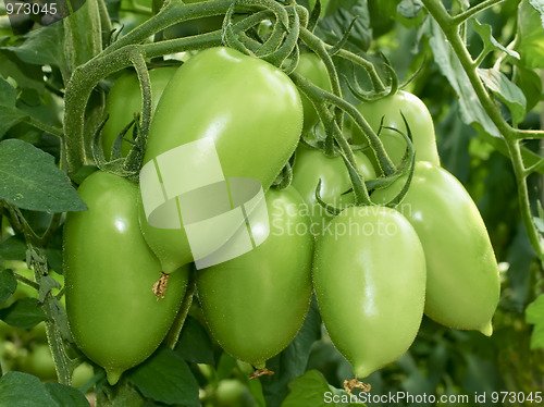 Image of Bunch of green tomatoes