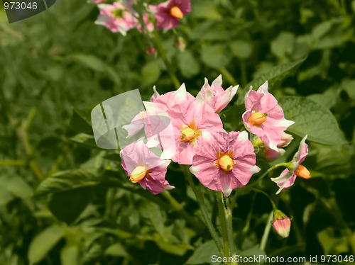 Image of Potato flowers