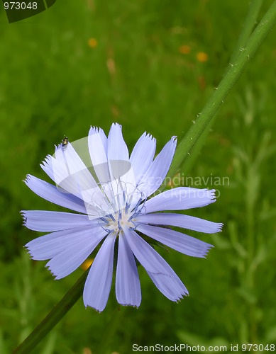 Image of Chicory flower