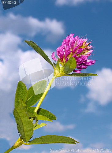 Image of Clover flower