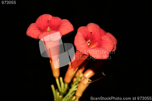 Image of Eccremocarpus branch blossoming