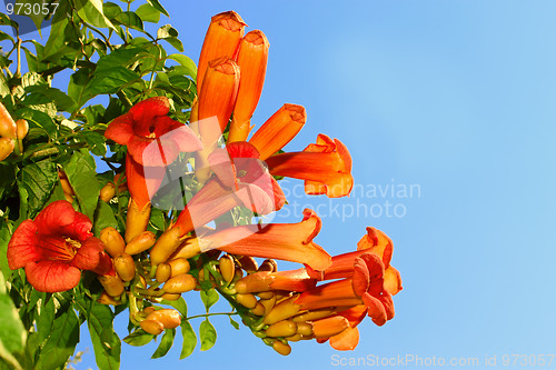 Image of Eccremocarpus branch blossoming