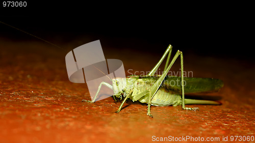 Image of Locusts at night