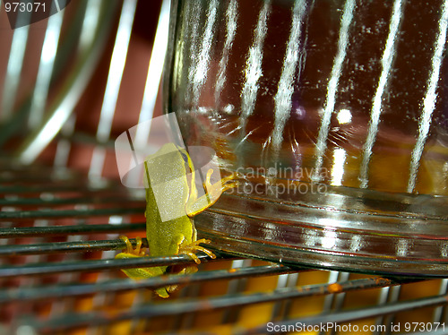 Image of Tree Frog on a drying rack