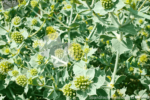 Image of Prickly grass weedPrickly grass weed. Kinburn Spit, near Ochakiv, Ukraine