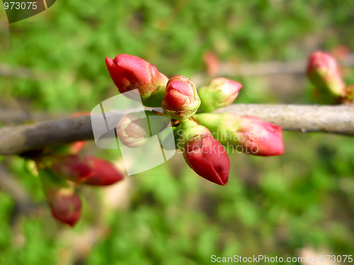 Image of Pink cherry buds on the branch