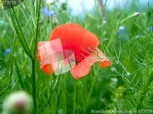 Image of Red poppy blooming