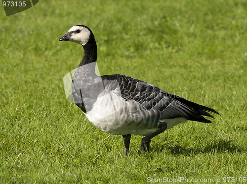 Image of Barnacle Goose