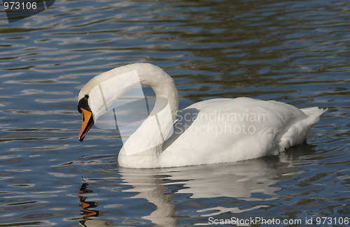 Image of Muted swan