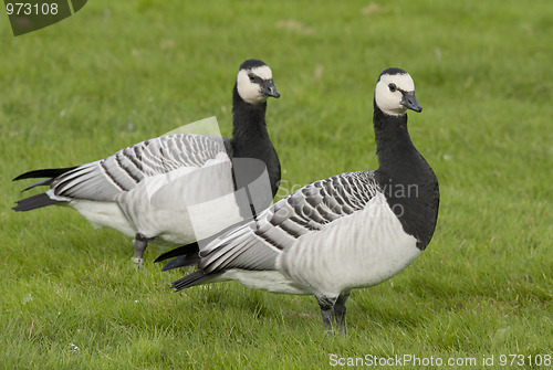 Image of Barnacle Goose. 