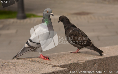 Image of Dove