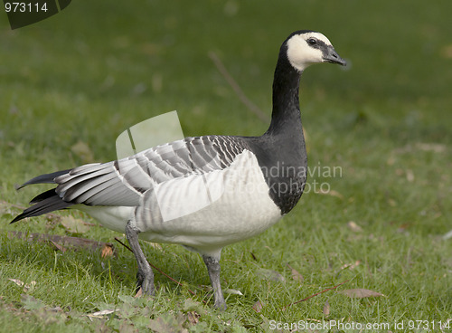 Image of Barnacle Goose