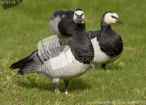 Image of Barnacle Goose