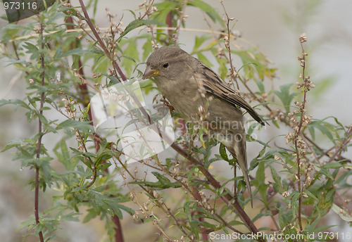 Image of House sparrow