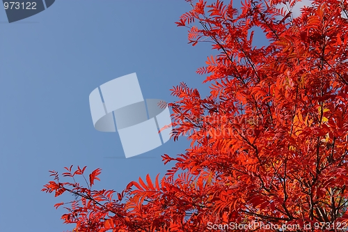 Image of Red rowan leaves on a background of the blue sky