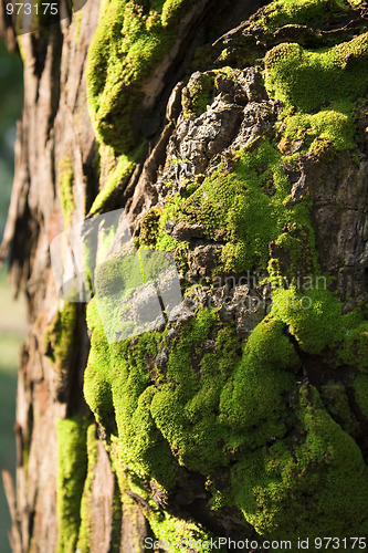 Image of Green moss on a tree 