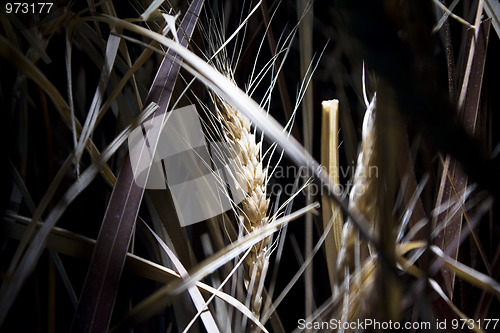 Image of paddy rice 