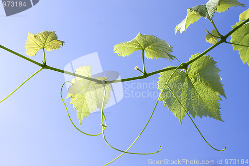 Image of Bright leaf and sky