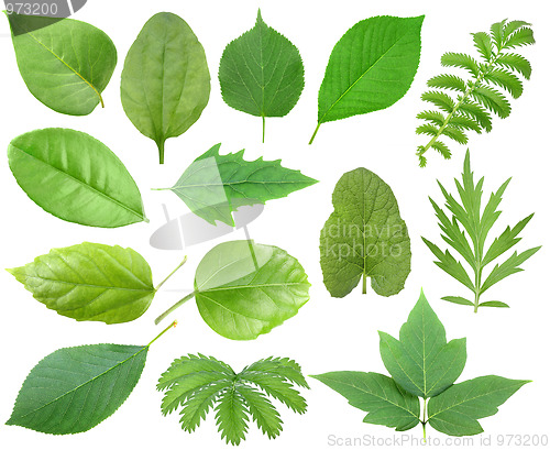 Image of Set of green leaf
