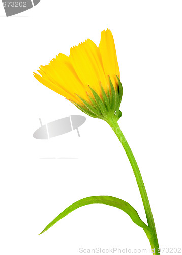 Image of One yellow flower of calendula