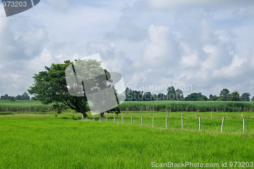 Image of Rice field in Thailand