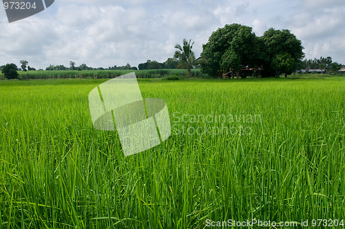 Image of Rice field in Thailand
