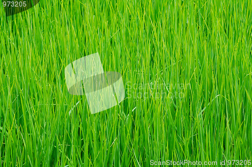 Image of Detail of rice field in Thailand.