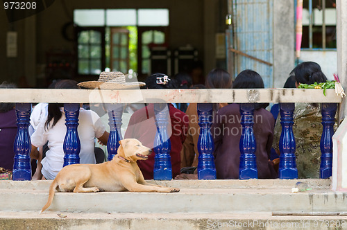 Image of Dog at Buddhist temple in Thailand