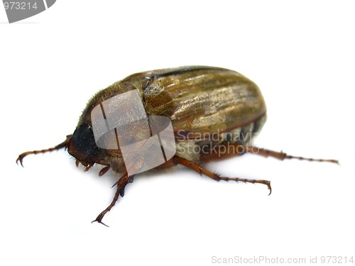 Image of June beetle