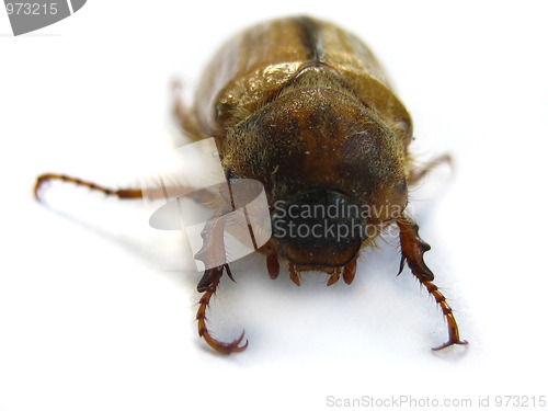 Image of June beetle