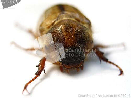 Image of June beetle