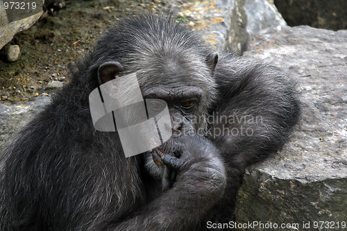 Image of Common Chimpanzee