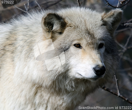 Image of Gray Wolf