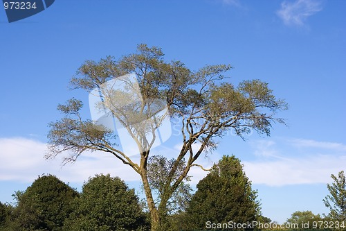 Image of tree against the sky