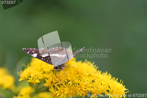 Image of Butterfly on flowers