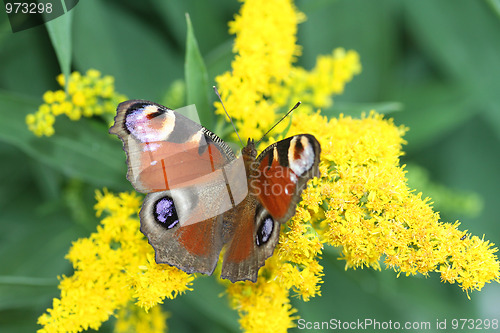 Image of Butterfly on flowers