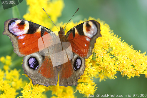 Image of Butterfly on flowers
