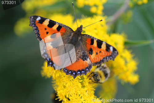 Image of Butterfly on flowers