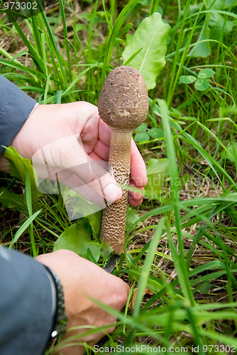 Image of collecting mushrooms