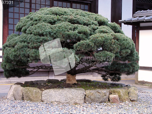 Image of Japanese pine tree