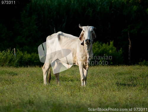 Image of Asian cow