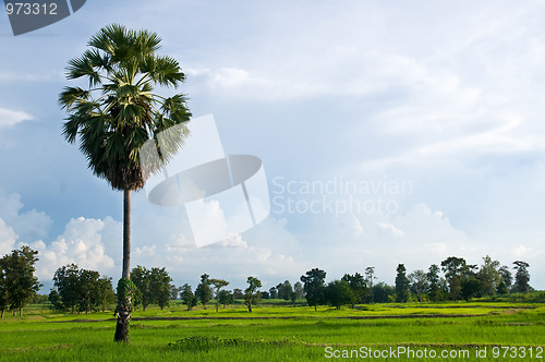 Image of Rice field with palm tree