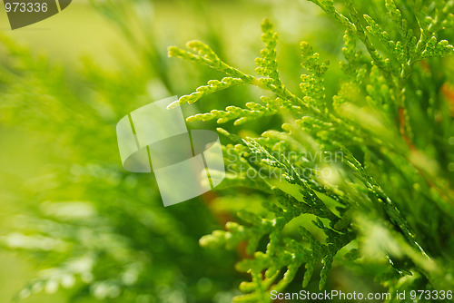Image of Green plants